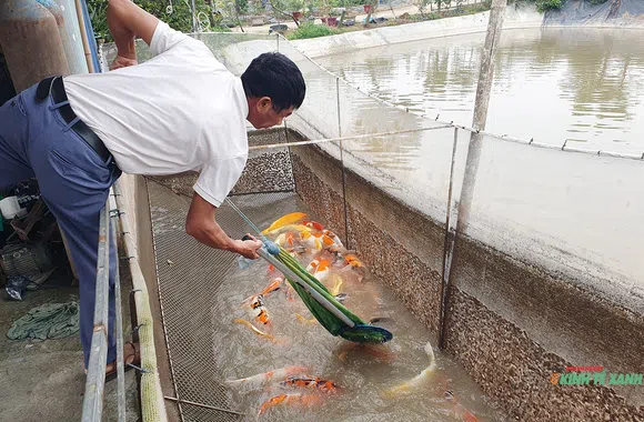 Làm giàu trên đồng đất quê hương nhờ mô hình nuôi cá Koi